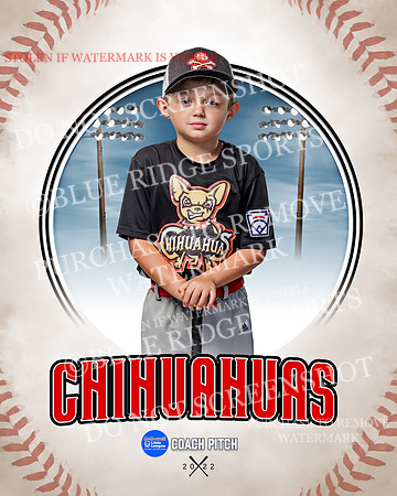 CHIHUAUAS 012 of 33