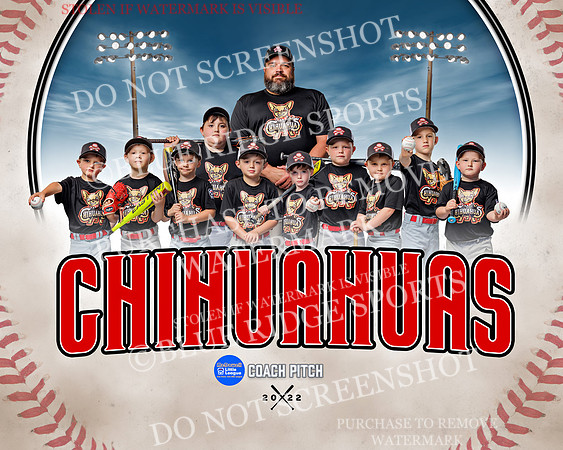chihuahuas.team