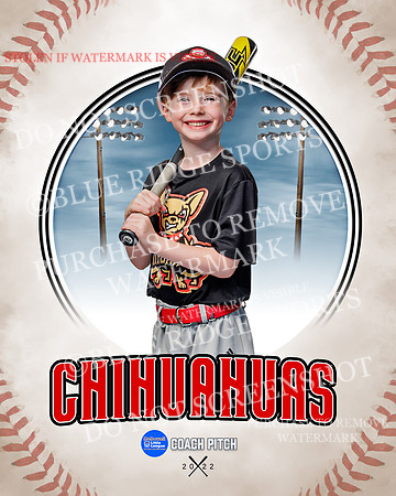 CHIHUAUAS 002 of 33
