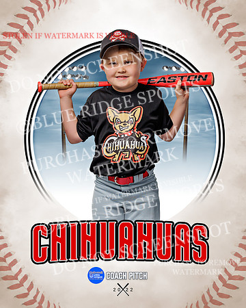 CHIHUAUAS 005 of 33