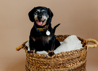 (38 of 44) WILBUR