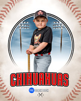 CHIHUAUAS 006 of 33